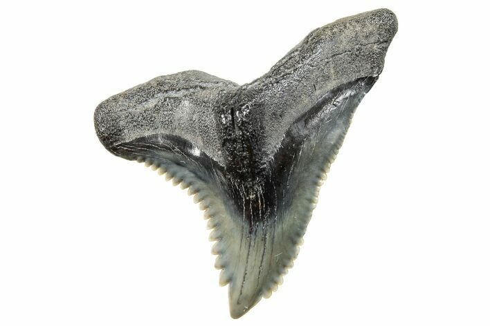 Snaggletooth Shark (Hemipristis) Tooth - South Carolina #270018